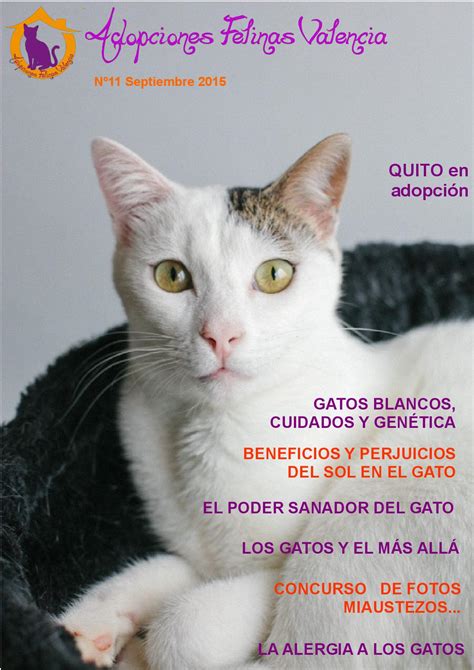 Adopciones Felinas Valencia – Gatos en Adopcion en Valencia